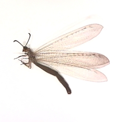 Lacewings, Antlions & Mantidflies (Order: Neuroptera) - Amateur