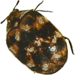 Carpet Beetle 