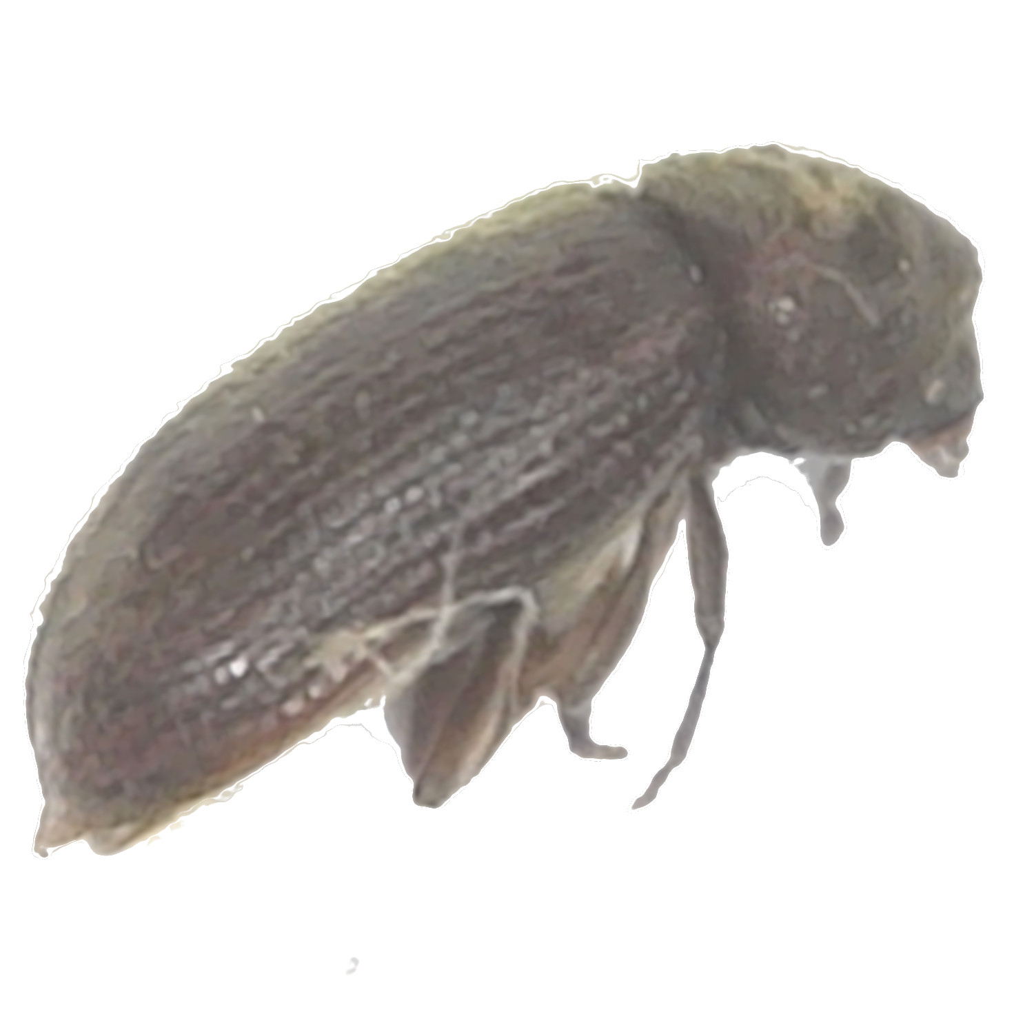 Death Watch Beetle Anobiidae 1   Deathwatch Beetle 