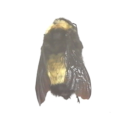 Eastern Bumble Bee