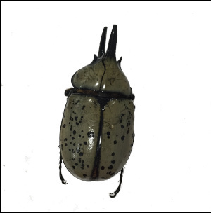 Eastern Hercules Beetle  [male] 