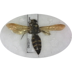 Five-banded Thynnid Wasp