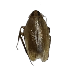 Close-up of a dried German Cockroach specimen, showcasing its light brown body with dark markings, mounted on a white background for FFA, 4H Entomology, and Science Olympiad educational projects.