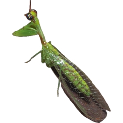 Green Mantisfly 