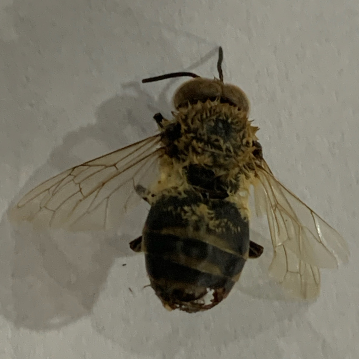 black drone bee
