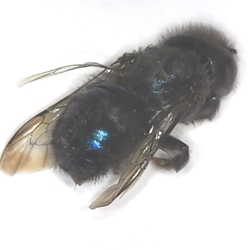 Mason Bee