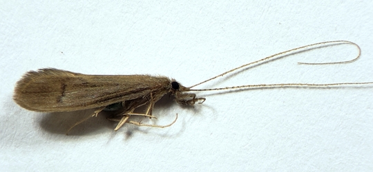 Trichoptera - Leptoceridae