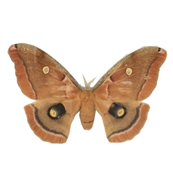 Polyphemus Moth [damaged] 