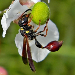 Potter Wasp 