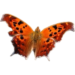 Vibrant dried insect specimen of a Question Mark butterfly (Polygonia interrogationis), showcasing its orange wings with black spots, available at Insects4sale.com for school insect projects, FFA entomology events, and Science Olympiad entomology