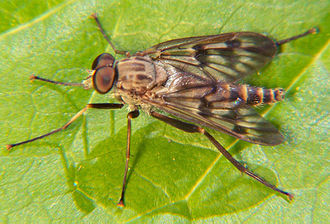 Common Snipe Fly 