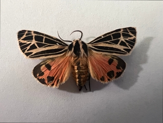 Tiger Mothe Apantesis sp.