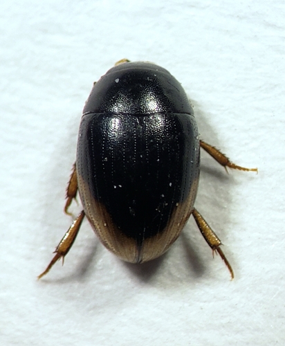 Hydrophilidae - Cercyon praetextatus