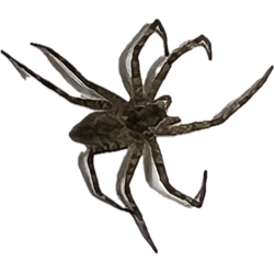 Lycosidae - Wolf Spider preserved in aolcohol for your insect collection.