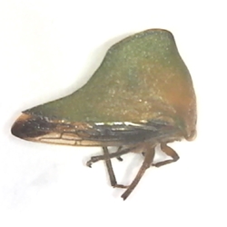 Treehopper Treehopper, membrachidae, dried insect specimen, school insect collection, 4-H bug collection, science Olympiad