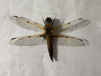 Four-spotted Skimmer 