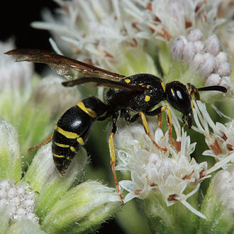 Mason Wasp 