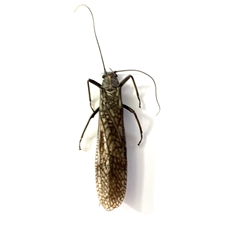 Pteronarcyidae - Giant Stonefly