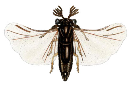 Drawing of a Twisted-wing Parasite (Xenidae) in spread position, preserved specimen.