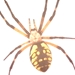 Yellow Garden Spider - Argiope sp.