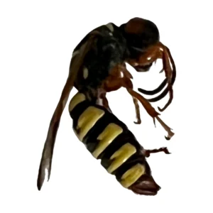 Bee Wolf (Philanthus sp.), black and yellow banded wasp with reddish legs, side view on a white background