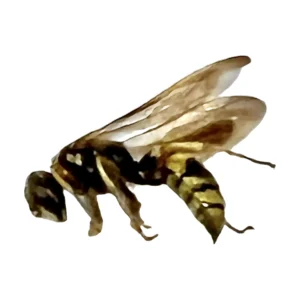 Humped Bee Wolf (Philanthus gibbosus), black and yellow banded wasp with wings raised, side view on a white background