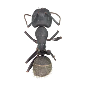 Top-down view of a dried, pinned Black Carpenter Ant (Camponotus pennsylvanicus) on a white background, showing the broad black head, smooth black thorax, golden-haired abdomen, brown antennae and legs.