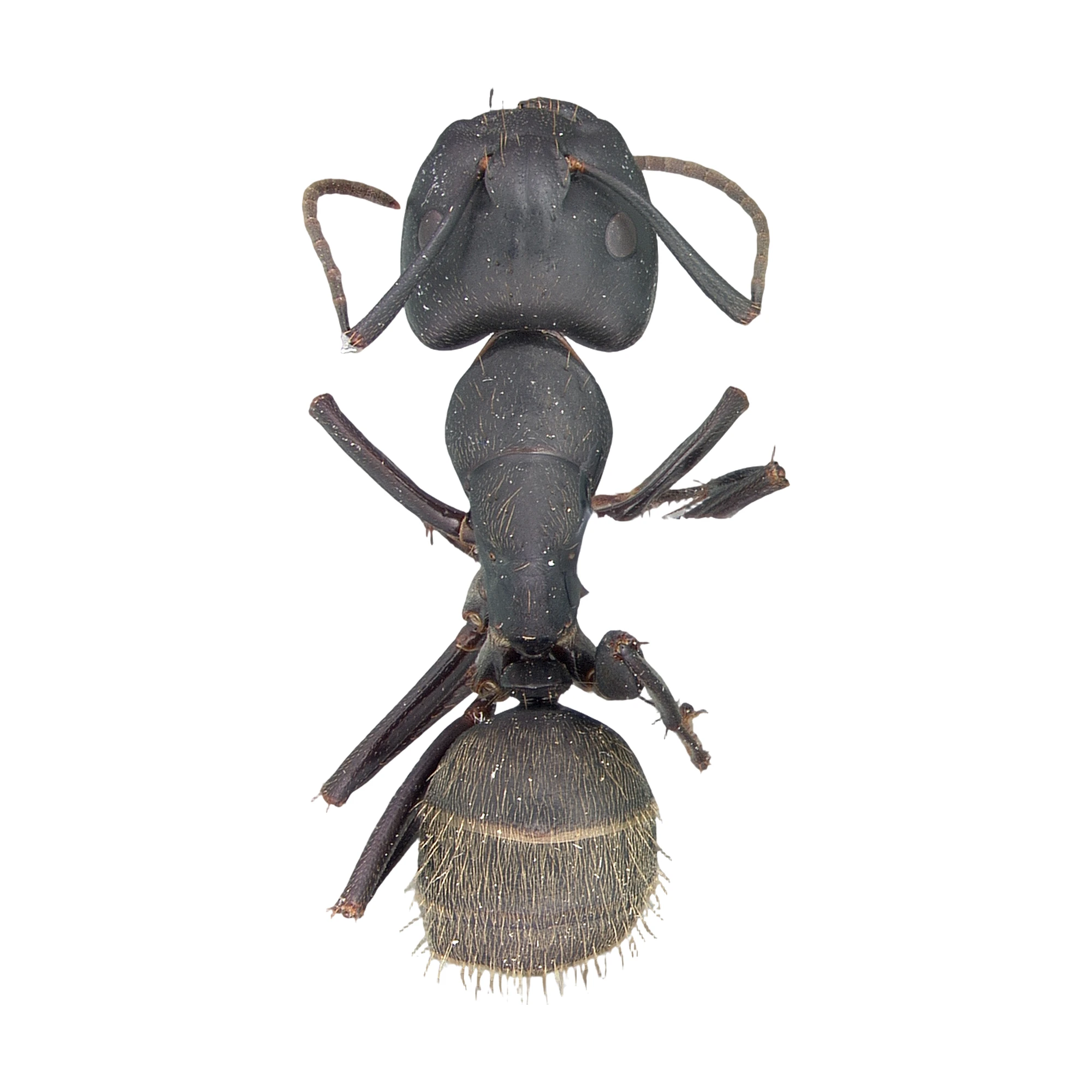 Top-down view of a dried, pinned Black Carpenter Ant (Camponotus pennsylvanicus) on a white background, showing the broad black head, smooth black thorax, golden-haired abdomen, brown antennae and legs.