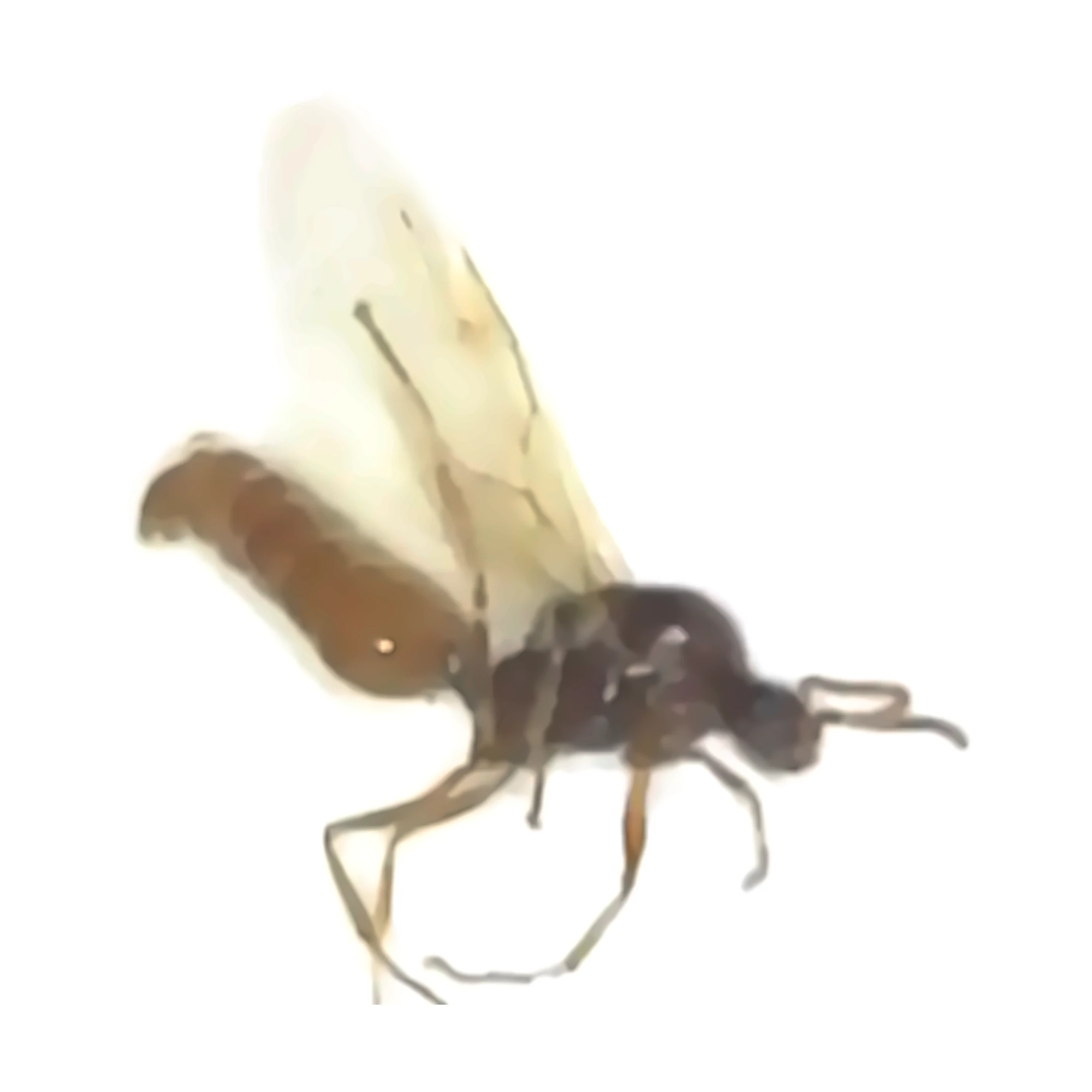 Side view of a dried winged Acrobat Ant (Crematogaster sp.) on a white background, showing the dark head and thorax, brown abdomen, pale veined wing and slender legs.