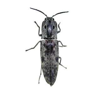 Blind Click Beetle (Alaus myops)
