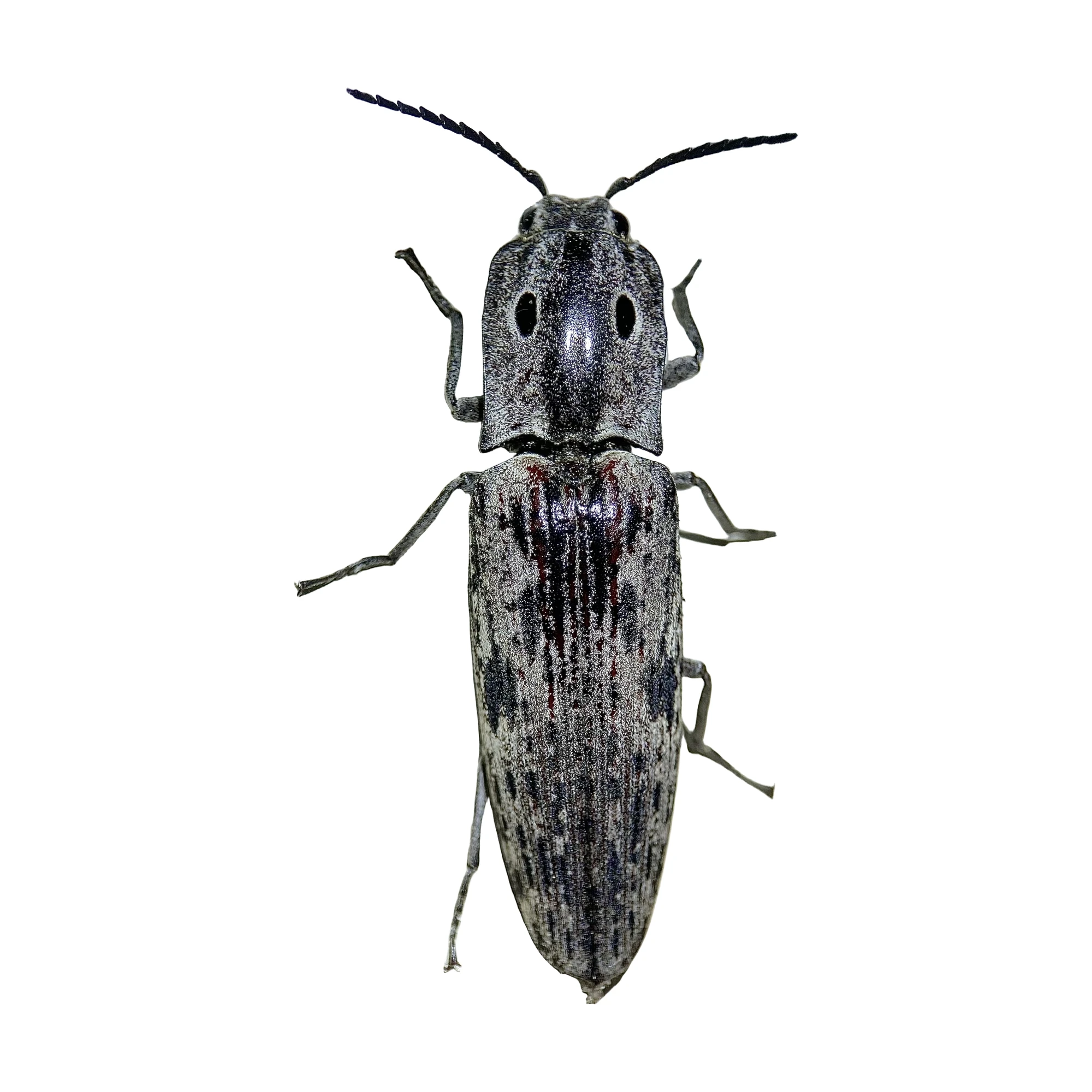 Blind Click Beetle (Alaus myops)