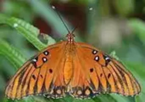 Gulf Fritillary - damaged