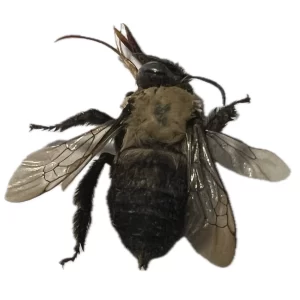 Anthophora - Digger Bee