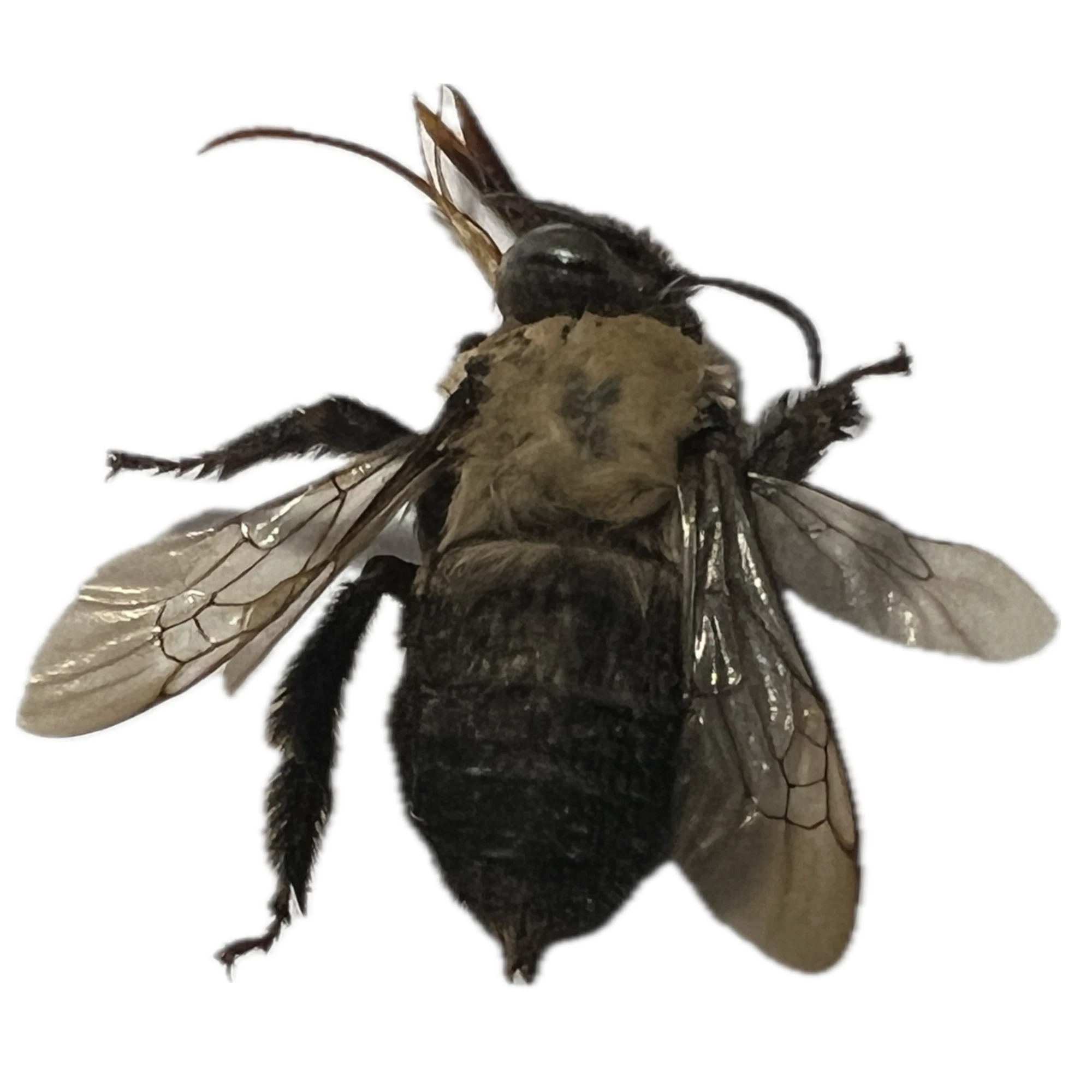 Anthophora - Digger Bee