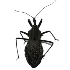 Arilus cristatus - North American Wheel Bug