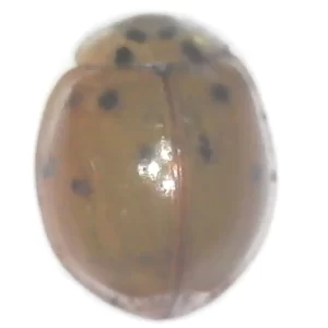 Multi-colored Asian Lady Beetle