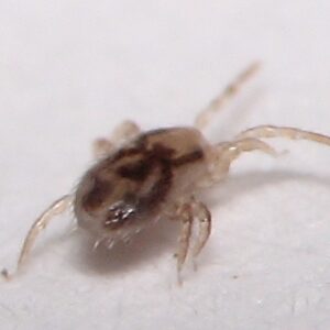 Bird Mite