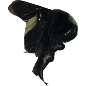 American Bumble Bee (Bombus pensylvanicus)