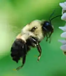 Two-spotted Bumble Bee