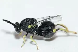 Clover Seed Chalcid Wasp