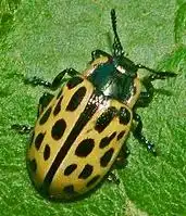 Willow Leaf Beetle