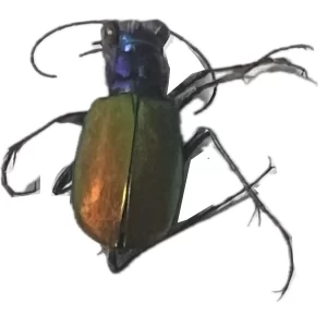 Cicindela splendida - Splendid Tiger Beetle