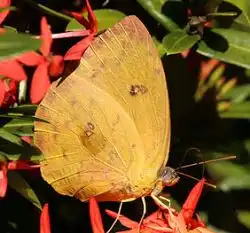 Cloudless Sulphur