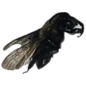 Rufous-backed Cellophane Bee