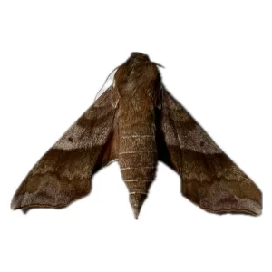 Darapsa choerilus - Azalea Sphinx