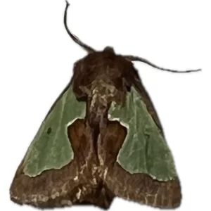 Euclea delphinii - Spiny Oak-Slug Moth
