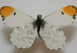 Falcate Orangetip