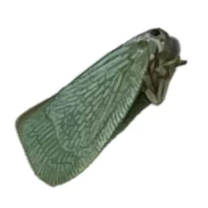 Flatormenis proxima - Northern Flatid Planthopper