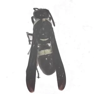 Four-toothed Mason Wasp