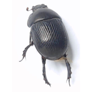 Earth-boring Dung Beetle